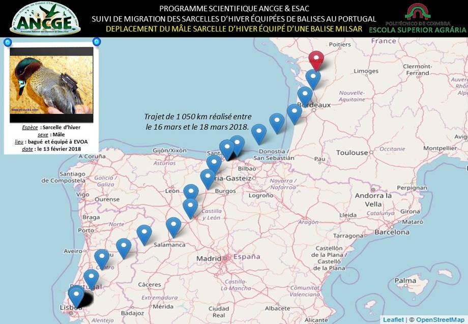 Parcours d'une Sarcelle d'hiver Parcours d'une Sarcelle d'hiver